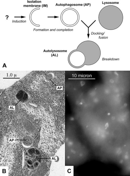 細胞的自噬作用 (Autophagy) 示意圖。來源：https://en.wikipedia.org/wiki/Autophagy