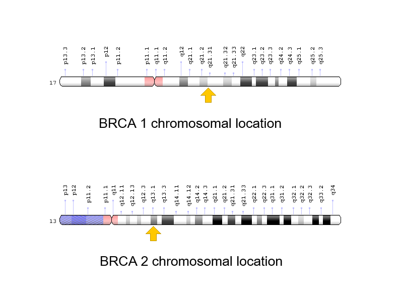 BRCA 基因突變示意圖，來源：https://ghr.nlm.nih.gov/gene/BRCA1#；https://ghr.nlm.nih.gov/gene/BRCA2#location