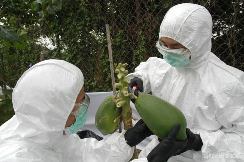 分子輔助育種 — 揮別基改食物的契機