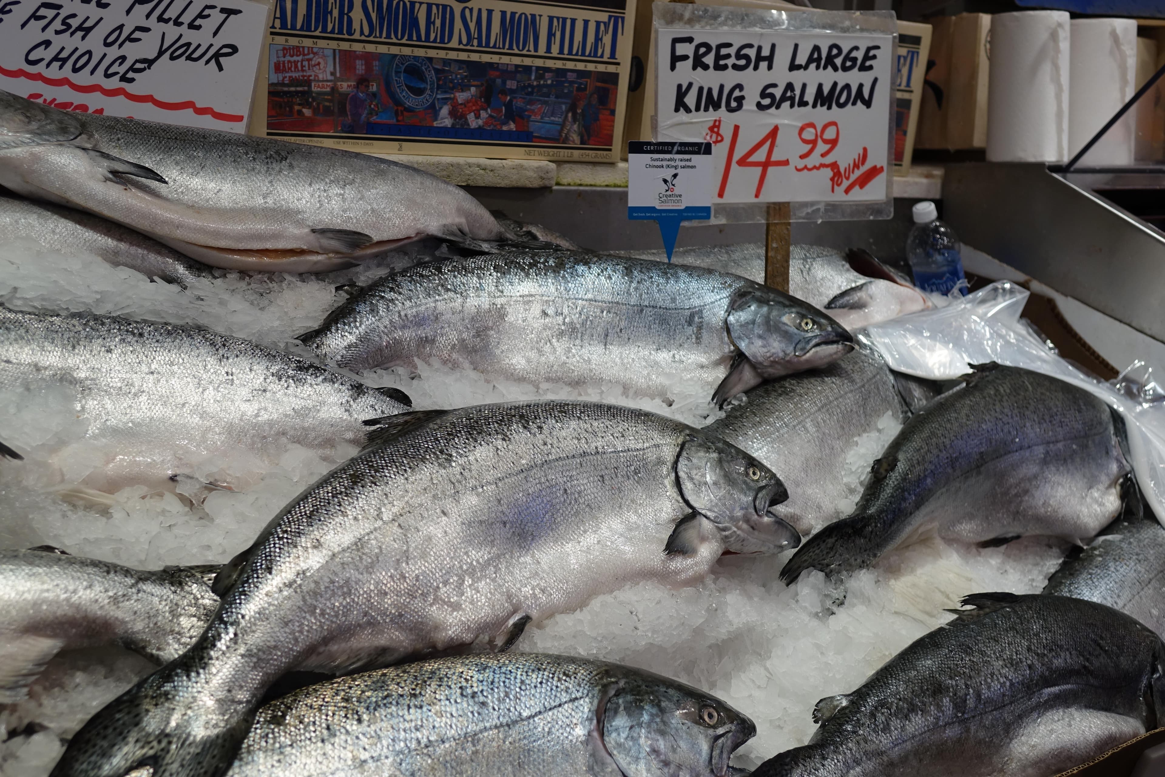 美國率先核准「基改鮭魚」免特殊標示