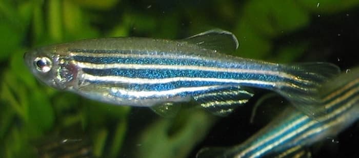 2013年04月17日 斑馬魚的基因組完成測序