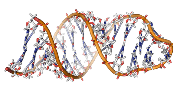 1956年07月01日 科學家發現雙股 RNA 結構