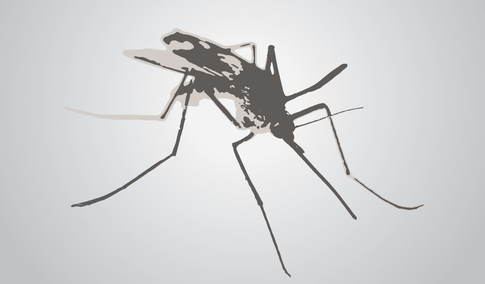 Zika 病毒  你應該知道的五件事