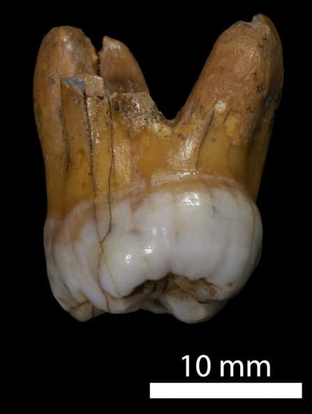 2012年08月30日 Denisovan 人種的全基因體定序完成