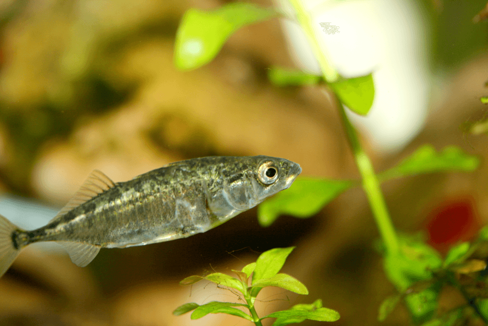 2013年09月12日 科學家解密刺魚群游行為的關鍵基因