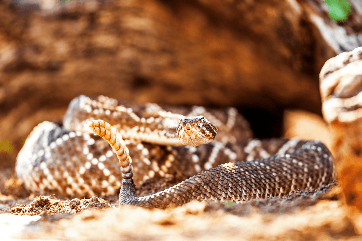 從廣泛到專精─談響尾蛇毒液的演變
