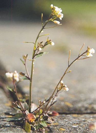 2000年10月20日 阿拉伯芥成為世界上第一個完成基因體定序的植物