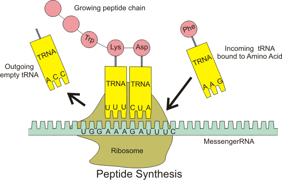 1964年11月27日 科學家闡明了連結丙氨酸與 DNA 的 tRNA 功能