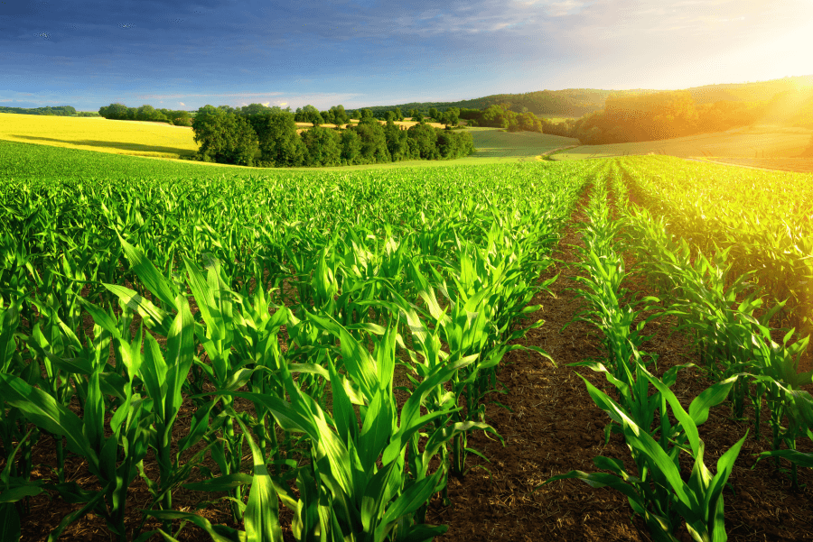 蟲蟲危機也可成為農作物轉機?