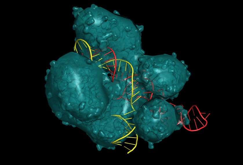 CRISPR 安全性再受考驗！ 基因編輯可能增加致癌風險？