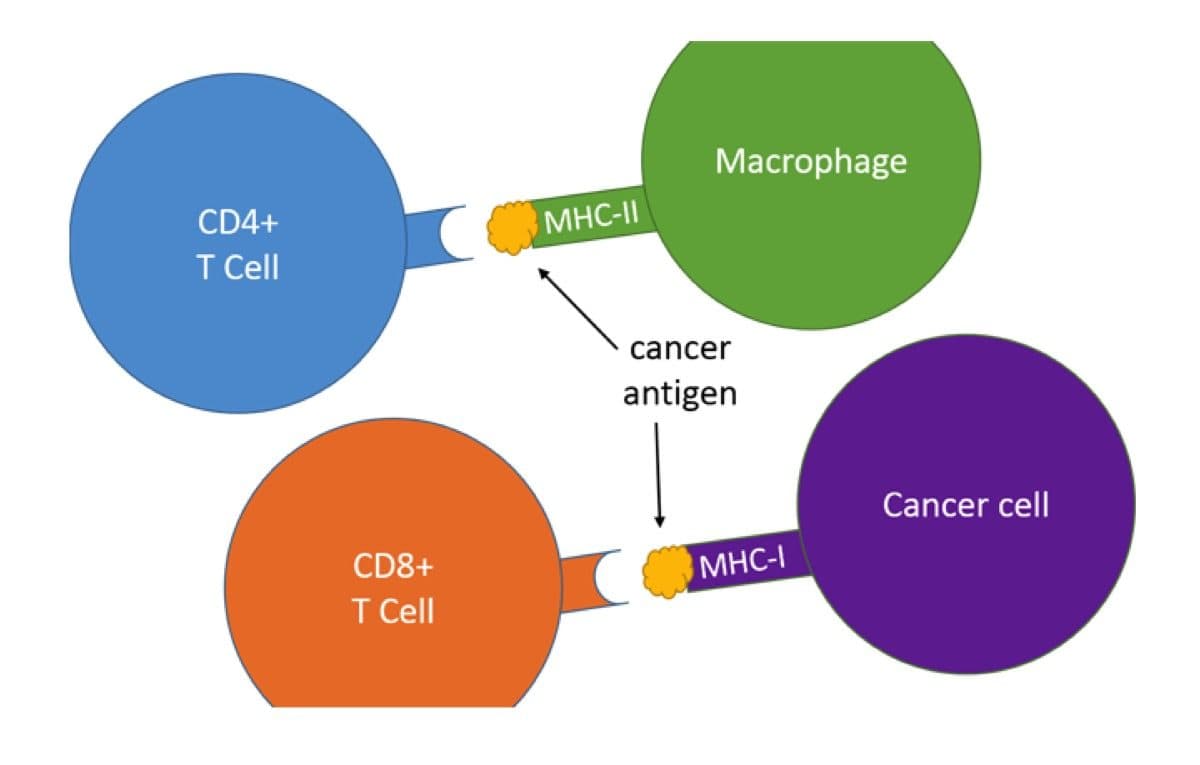 癌症免疫療法新最佳拍檔：CD4+ T 細胞和MHC-II