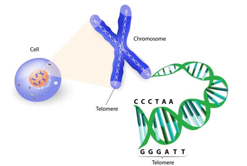 檢測腫瘤端粒長度更快速？新穎數位即時 PCR 誕生！