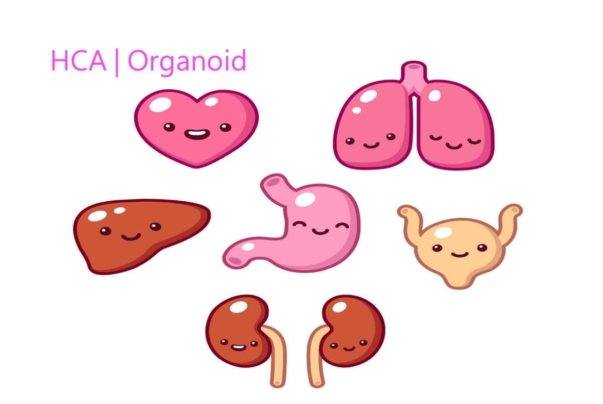 歐盟啟動「HCA | Organoid」計畫！建立類器官細胞圖譜，促新藥開發