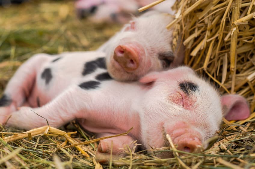 GalSafe 基改豬有何神奇？成為第一個獲 FDA 核准於食用和醫用的基改動物