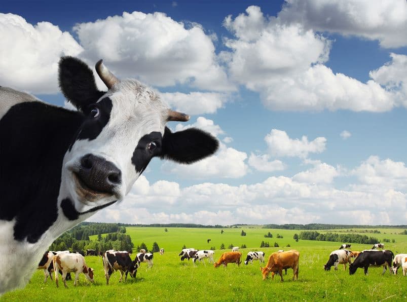 提升牛乳產量？CRISPR 基因編輯可行嗎？