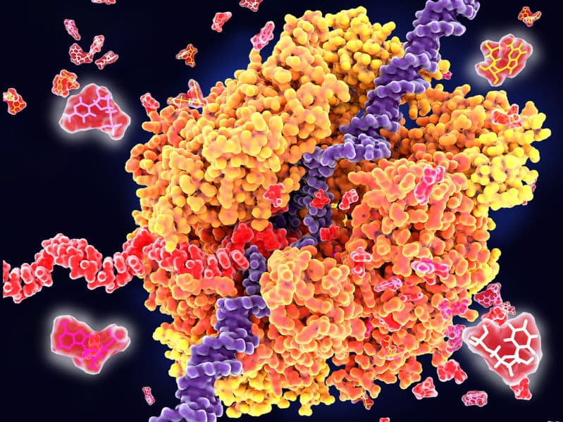 被 DNA 修復耽誤的聚合酶 Polθ！哺乳動物也會將 RNA 反轉錄成 DNA