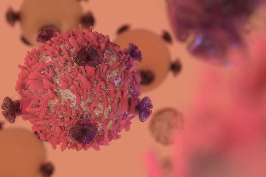 T cell