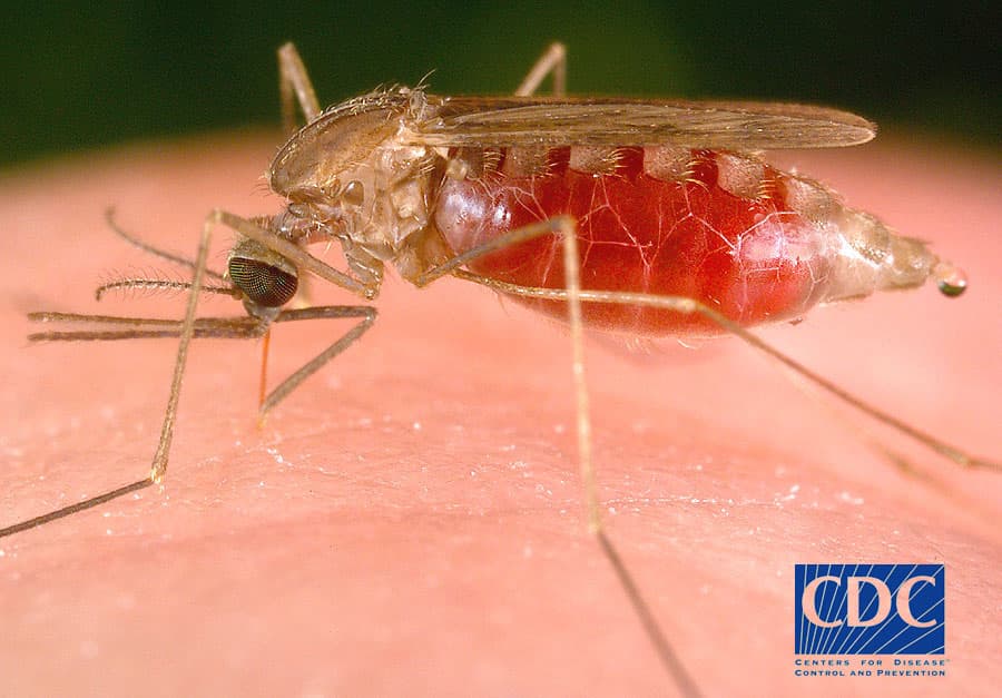 malaria-mran-vaccine-biontech
