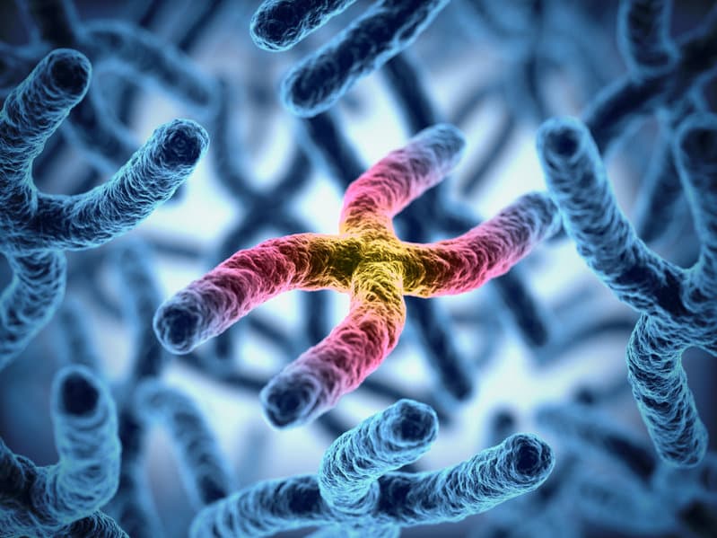telomere
