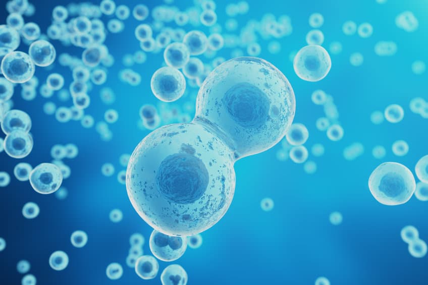 stem cell