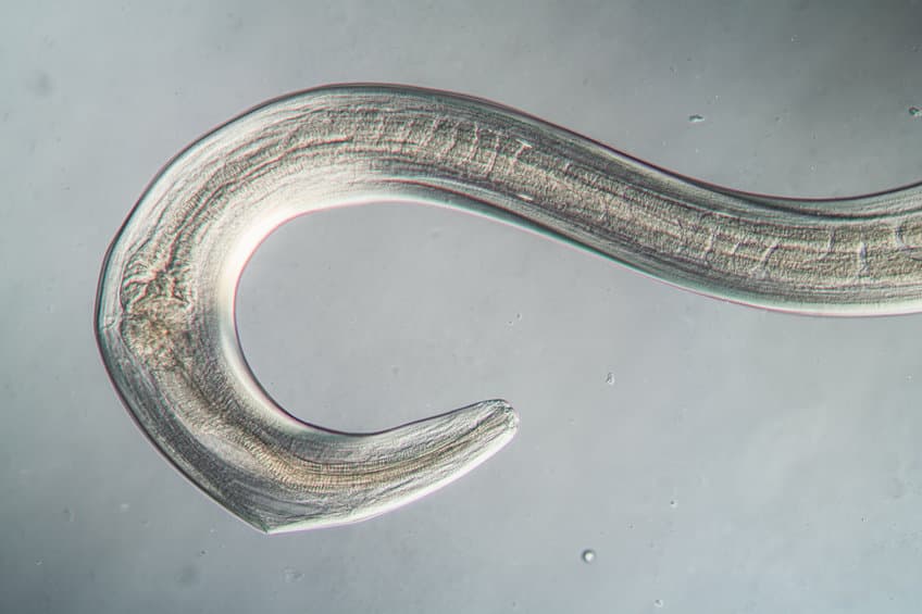 Nematode