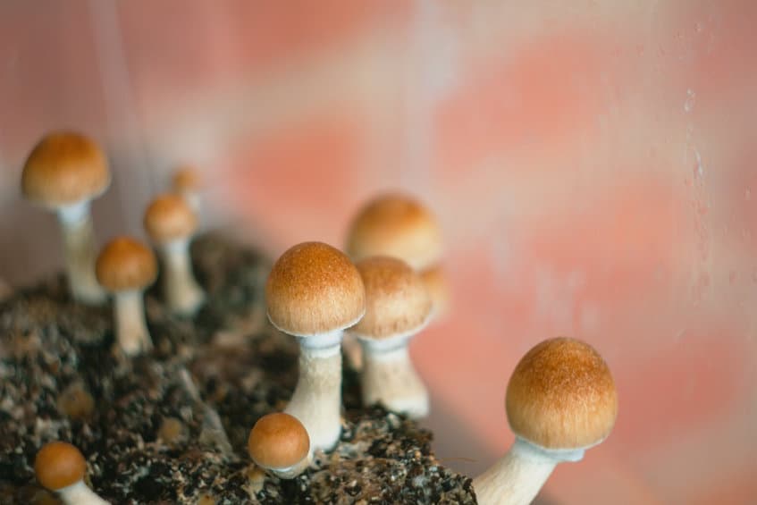 迷幻蘑菇