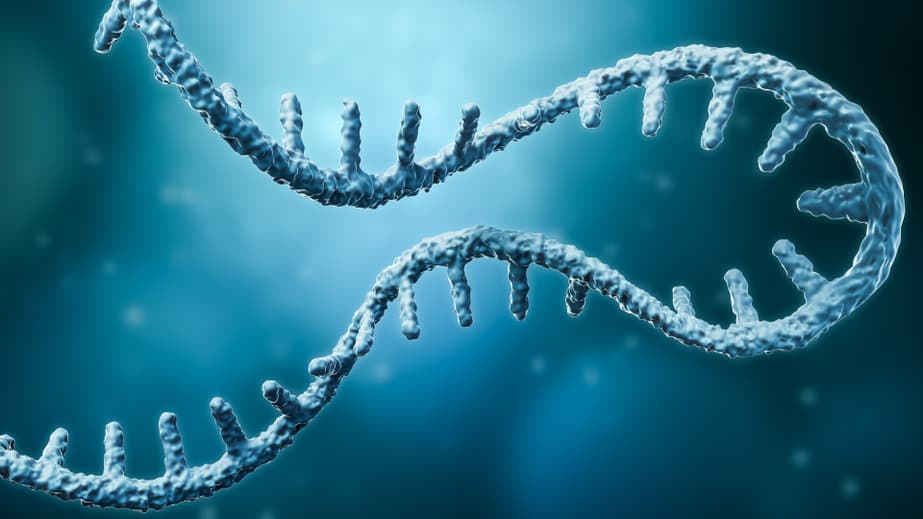 RNA