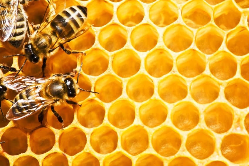 Honey bee