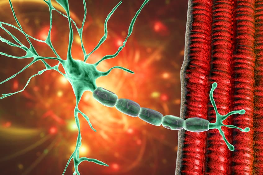 Motor neuron