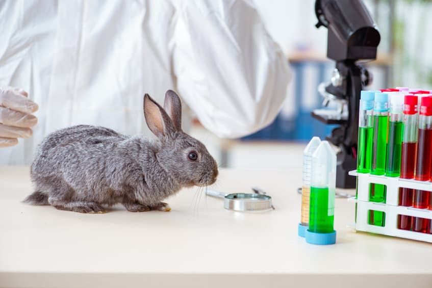 animal test