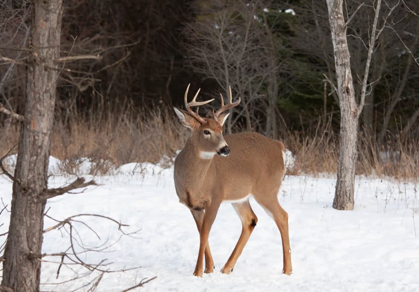 white-tailed deer