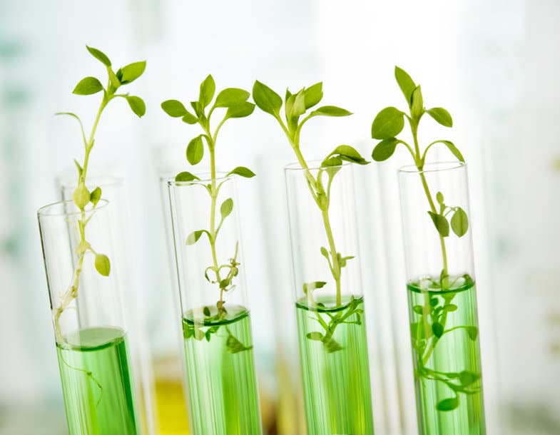 用植物的力量抗新冠！首款植物性 COVID-19 疫苗獲加拿大核准