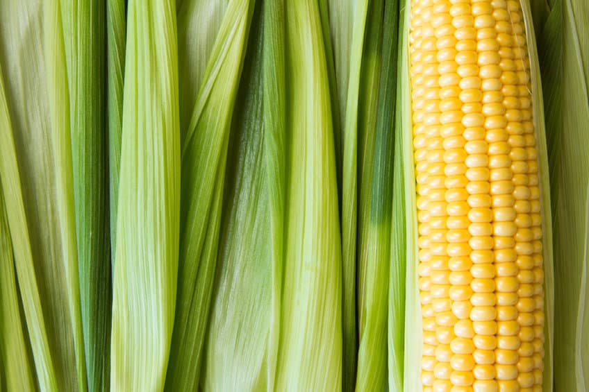 出自「玉米」的抗癌藥?萃取奈米粒子可量產、含天然抗氧化物
