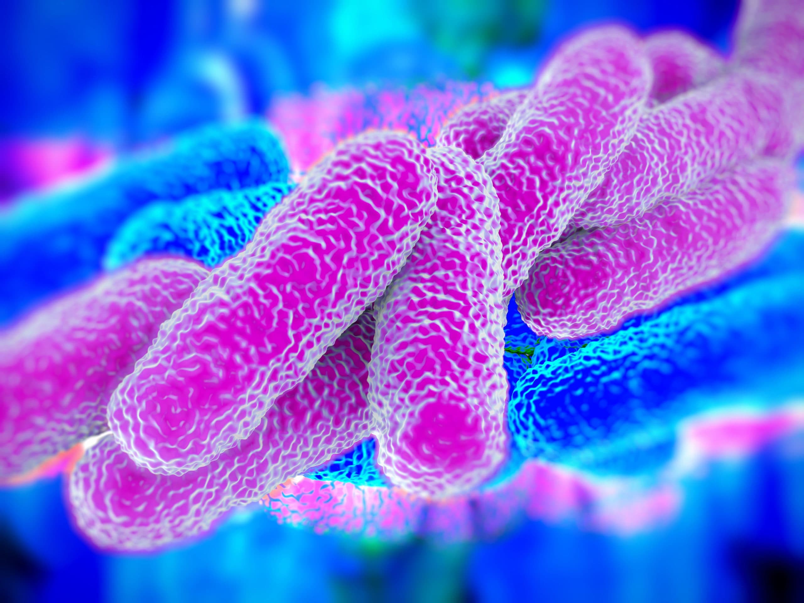 Legionella Pneumophila Bacteria