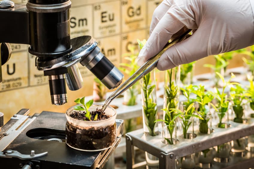 豆科植物的傳染性植物病毒能抗癌症？激活腫瘤內免疫系統抑制癌症轉移！