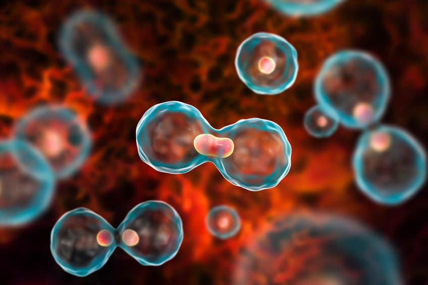 不用 DNA 複製也行?第 3 種細胞分裂模式「無合成分裂」登上《Nature》期刊