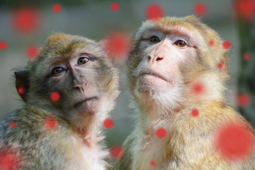 猴痘（monkeypox）疫情擴散！WHO 緊急宣佈為國際關注公共衛生緊急事件
