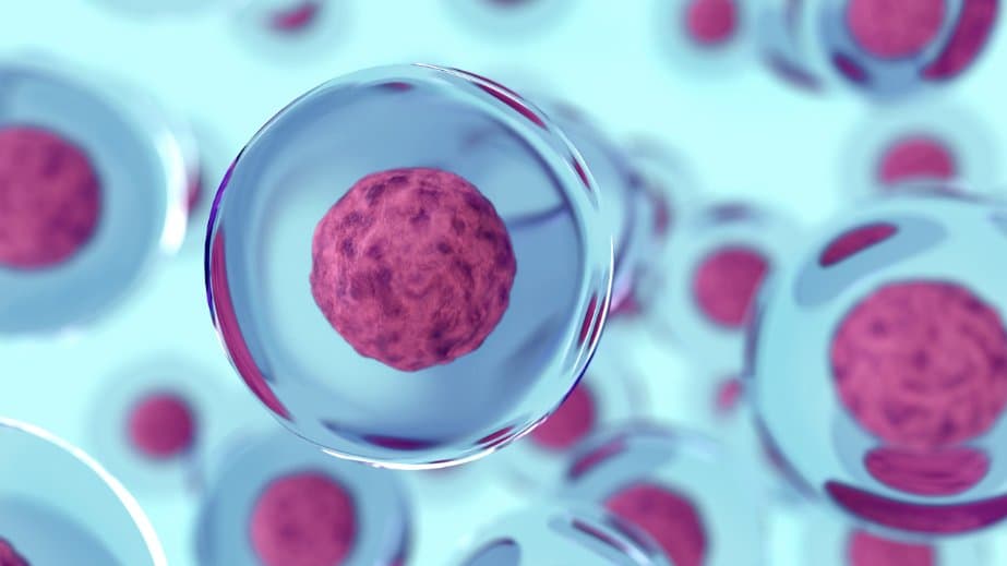 Poseida Therapeutics 與羅氏聯手，專攻血液惡性腫瘤的異體  CAR-T 細胞治療