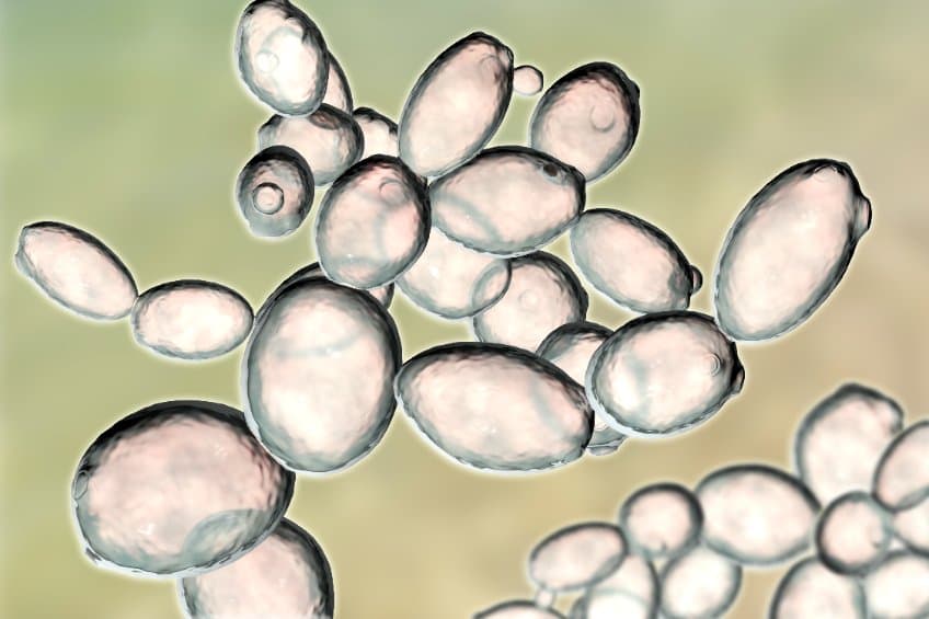 酵母生成的抗癌藥?丹麥研究基改酵母菌以生成植物性生物鹼