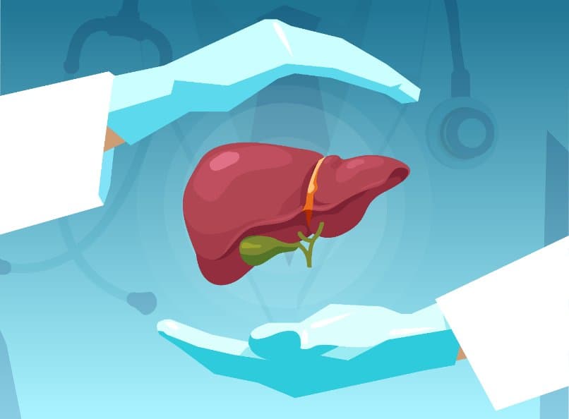 liver