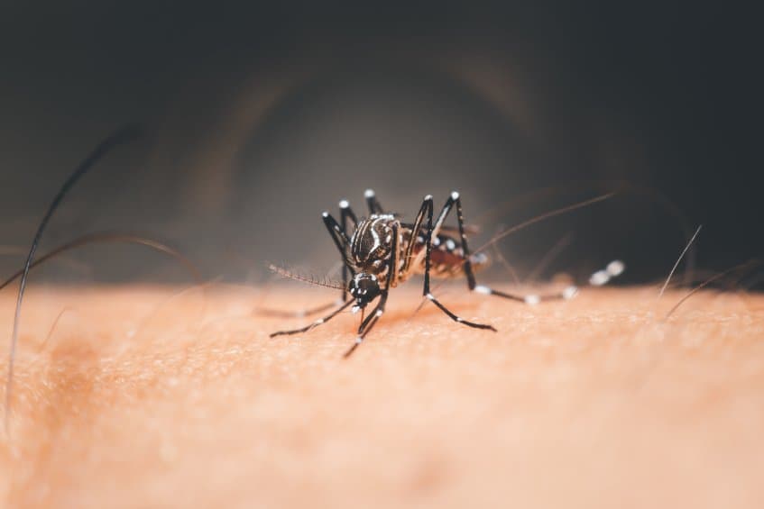 誰是「蚊蟲磁鐵」?美研究揭某些人皮膚上產生的酸類讓埃及斑蚊欲罷不能!