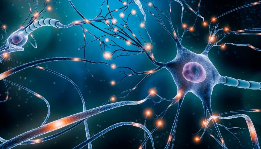 Brain plasticity study