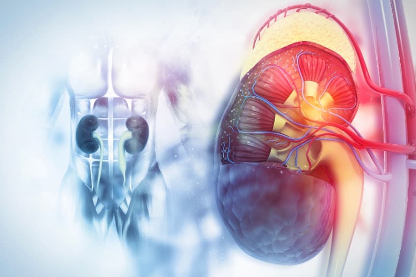 Vera 公司 Atacicept 獲得治療突破,用於 A 型免疫球蛋白腎病變 (IgA Nephropathy)