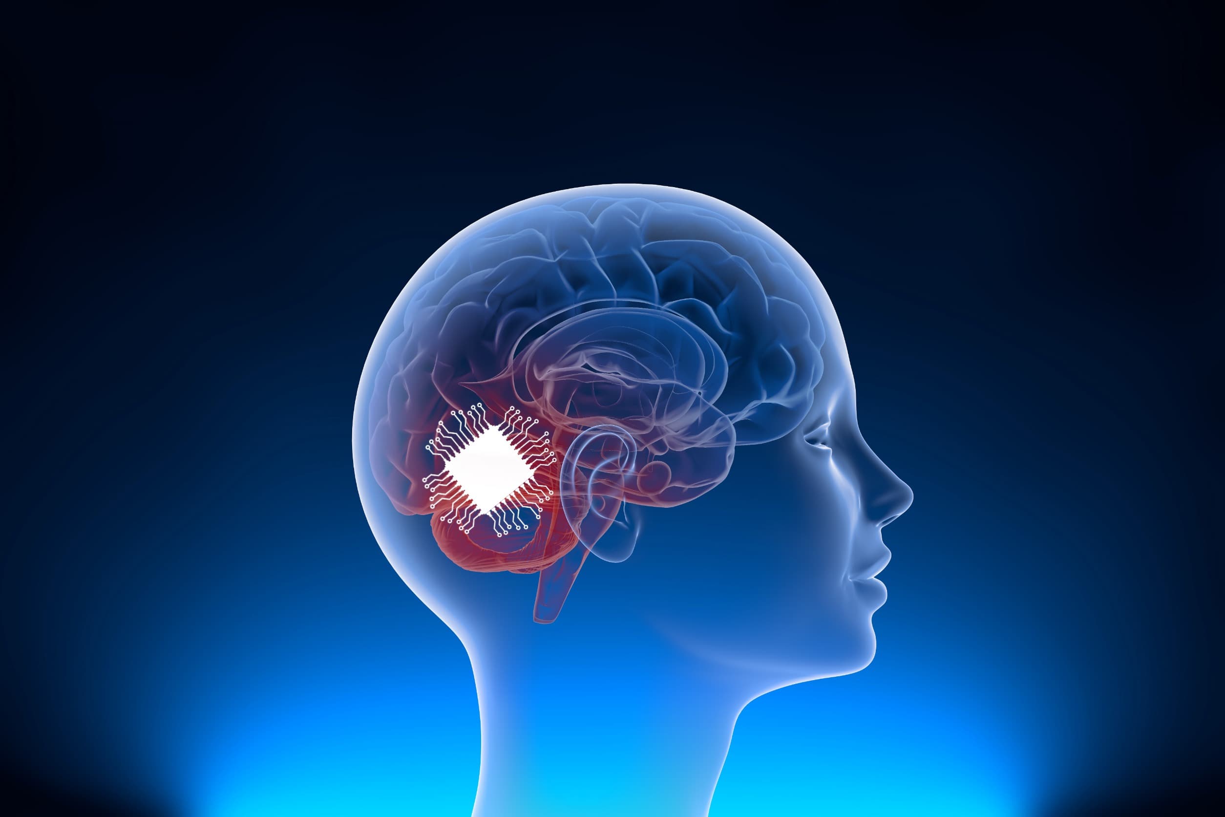 腦機接口不是夢！新導電水凝膠支架可支持離體腦細胞發育