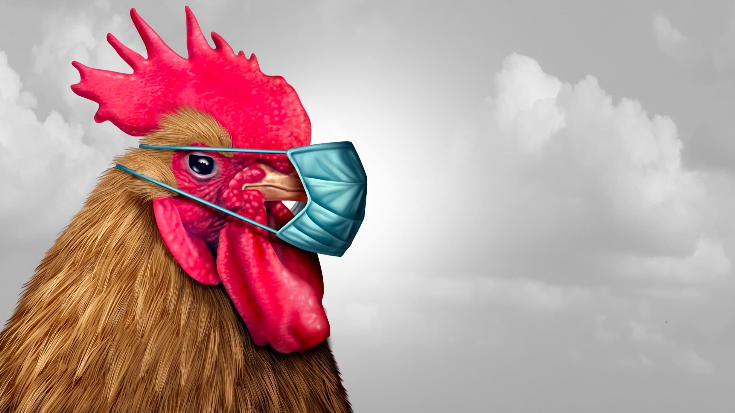 H5N1 禽流感：下一個世紀疫症？我們該如何應對？