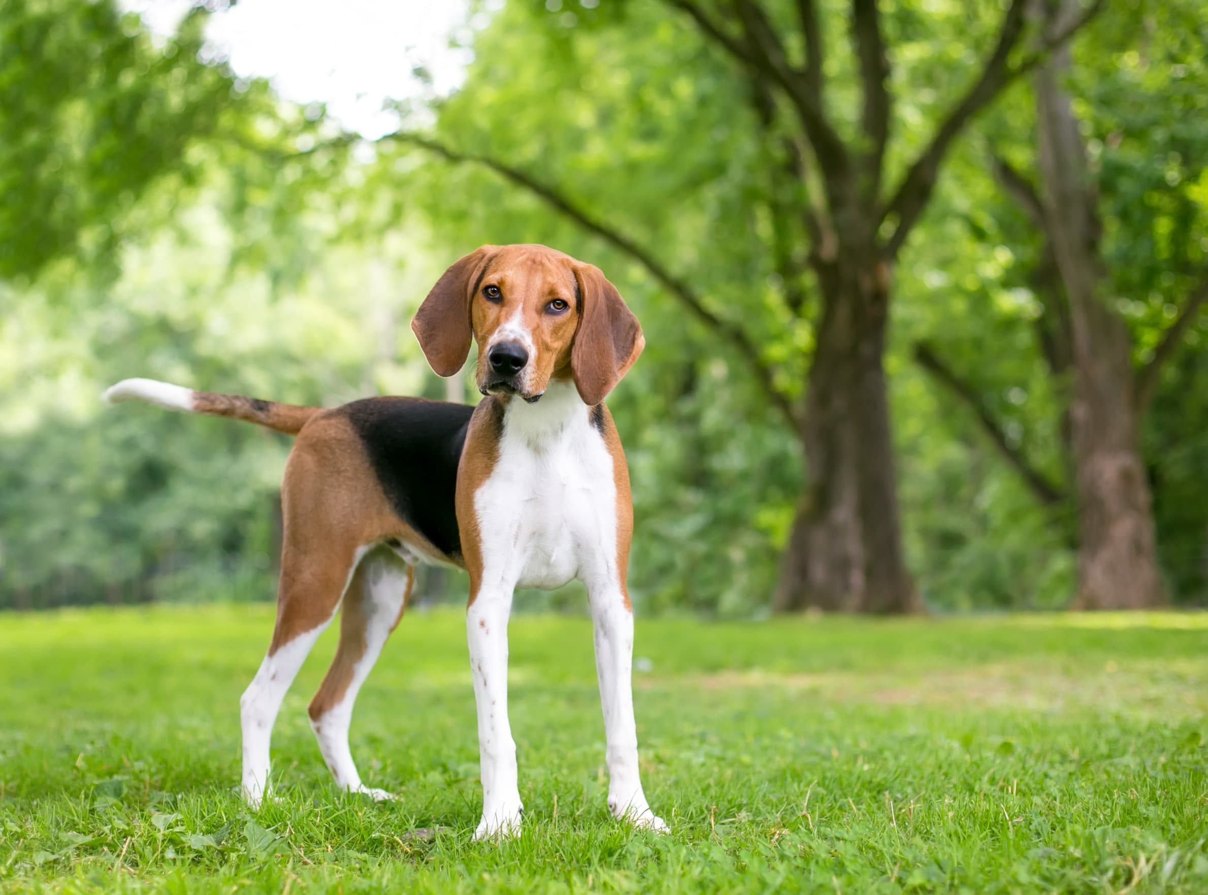 狗狗的個性像主人？犬遺傳多樣性其實與神經發育基因共同表達有關