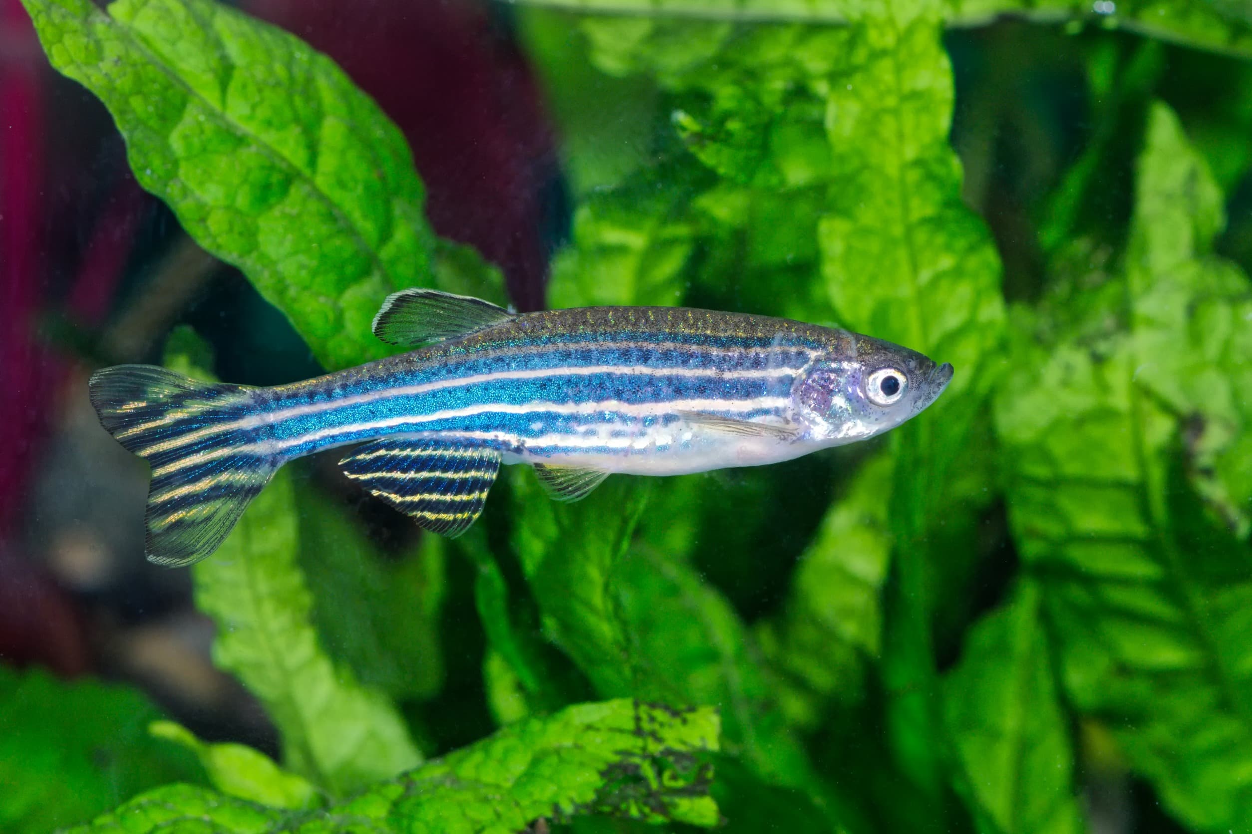 能力是天生或習得?斑馬魚研究對脊椎動物的神經元網路有新發現!