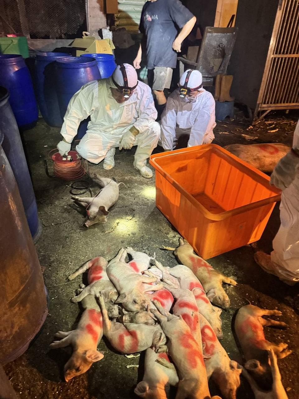 非洲豬瘟
