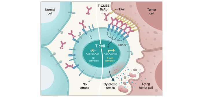 圖中標示 BsAb 的紅色構造便是雙抗，一端可以結合腫瘤細胞（Tumor cell）上的「鎖」（圖中黃色構造），另一端可以透過圖中藍色構造結合免疫細胞（圖中T cell）。（來源：圓祥生技）