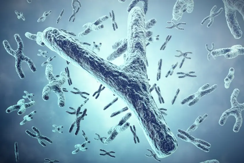 Y 染色體不是垃圾 DNA?男性老化失去 Y 染色體增加心臟衰竭機率
